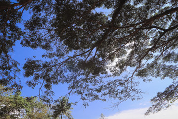 Twigs and leaves cut against the sky. The leaves against the blue sky.