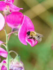 Common Carder Bee (Bombus pascuorum), taken in the UK