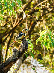 Crested Barbet (Trachyphonus vaillantii)