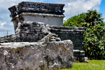 Ein Waran sonnt sich und im Hintergrund ist eine alte Maya-Anlage ind Tulum