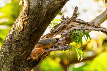 Speckled Mousebird (Colius striatus)