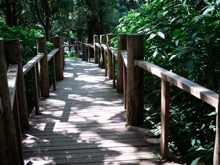 Wooden walkway. Nature trail in the forest of Thailand.