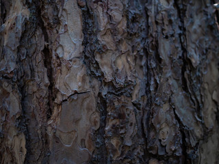 Brown tree bark surface. Bark Tree Texture.