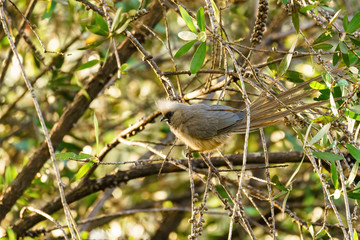 Speckled Mousebird (Colius striatus)