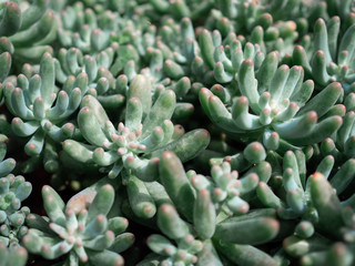 Sedum pachyphyllum. Crassulaceae. Brazil. Close-up cactus. green plants background.