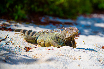 iguana on the beach