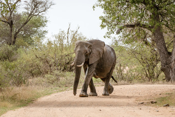 Fototapeta premium African Elephant (Loxodonta africana)