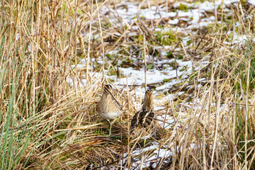 Common Snipe (Gallinago gallinago), taken in Essex, UK