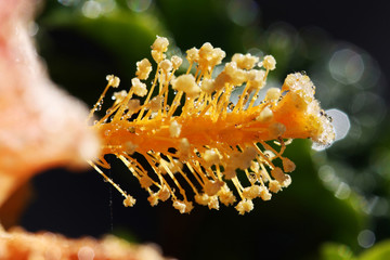 Hibiscus © Stephan von Mikusch