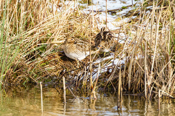 Common Snipe (Gallinago gallinago), taken in Essex, UK