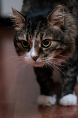 A large homemade gray cat with a white mustache and big eyes.