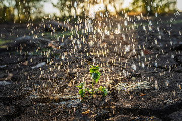 small tree in the rain with sunlight