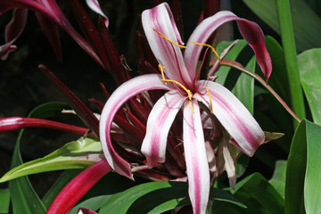 Hakenlilie crinum augustum