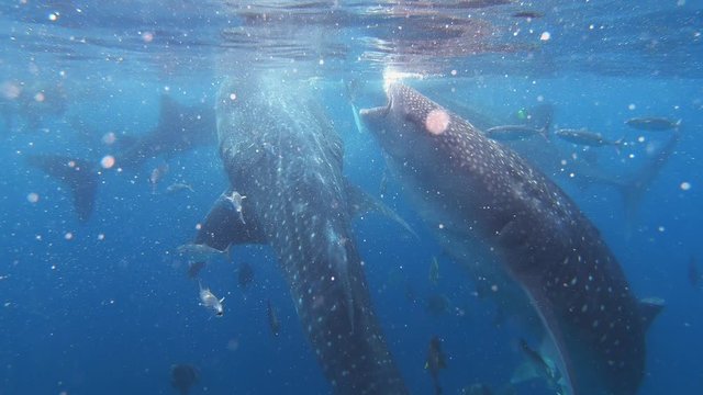 Philippines - Whale Sharks - Amazing View Of A School Of These Magnificent Animals Feeding On Plankton With Smaller Fishes All Around In The Open Ocean