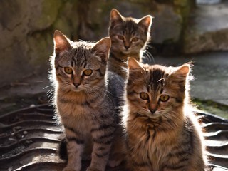 portrait of a cat. three little kittens are sitting on the street. cat look.