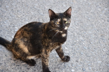 Naklejka na ściany i meble Black and Orange Cross-Eyed Kitty, High-Angle, Nizwa, Oman