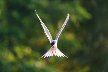 Common Tern (Sterna hirundo) in flight, London, UK