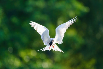 Common Tern (Sterna hirundo) in flight, London, UK