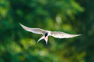 Common Tern (Sterna hirundo) in flight, London, UK