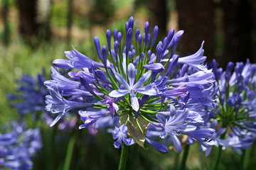 Schmucklilie © Stephan von Mikusch