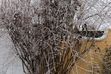 Branches of trees