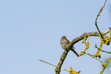Dunnock (Prunella modularis), taken in the UK