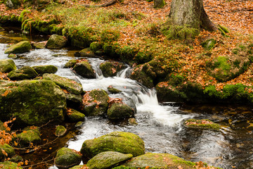 Bach im Herbstlichen Wald