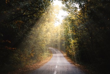 A path in the autumn forest and beautiful sunbeams breaking through the thick canopy of trees.
