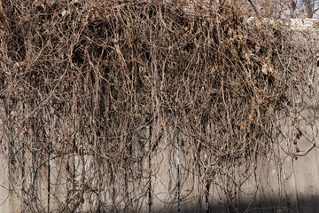 Background of the frozen branches