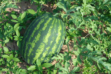 Fresh green watermelon of ripe watermelons in a field. nature food