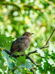 Blackbird (Turdus merula), taken in the UK