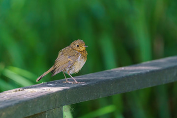 European Robin (Erithacus rubecula) moulting, perched on a fence, taken in the UK