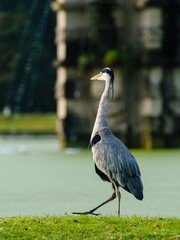 Grey Heron (Ardea cinerea), taken in UK