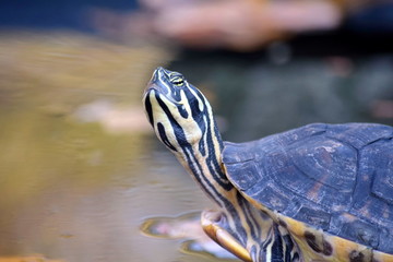 Fototapeta premium Red Eared Slider Turtle in the Pond Autumn Portrait