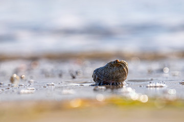 Cold winter morning on the beach. 