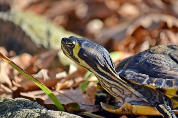 Red Eared Slider Turtle Close Up Autumn Portrait