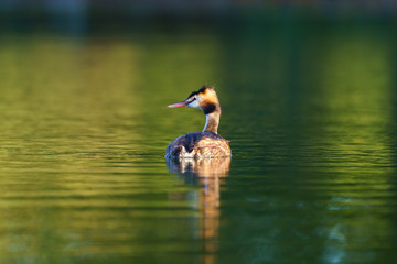 Great Crested Grebe (Podiceps cristatus), taken in the UK