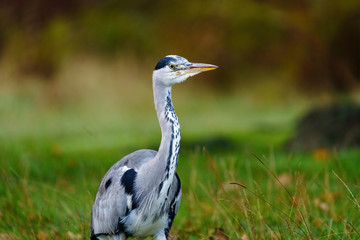 Grey Heron (Ardea cinerea), taken in UK