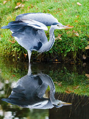 Grey Heron (Ardea cinerea), taken in UK