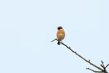 Stonechat (Saxicola torquata), taken in the UK