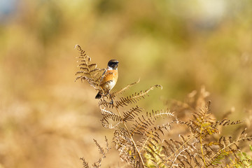 Stonechat (Saxicola torquata), taken in the UK