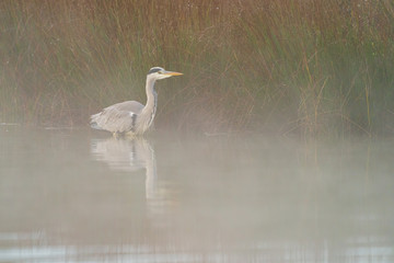 Grey Heron (Ardea cinerea), taken in UK