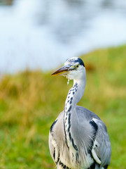 Grey Heron (Ardea cinerea), taken in UK