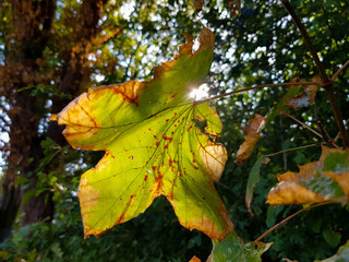 Close up of a leaf in autumn, the sunlight shining trough the back of the leaf