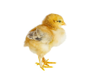 Tiny yellow-brown chicken