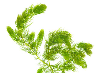 Hornwort ( Ceratophyllum demersum ) on white background.