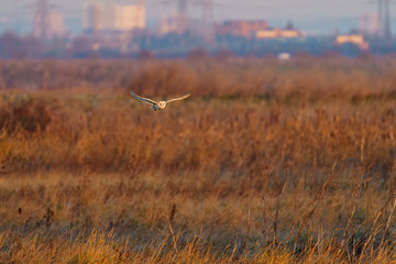 Barn owl (Tyto alba) in flight taken in England