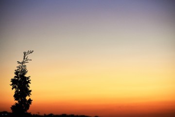 Tree silhouette and orange sunset sky
