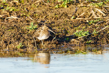 Common Snipe (Gallinago gallinago), taken in Essex, UK