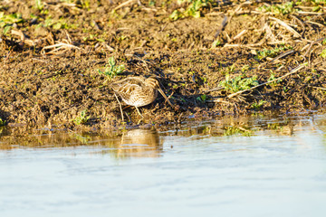 Common Snipe (Gallinago gallinago), taken in Essex, UK